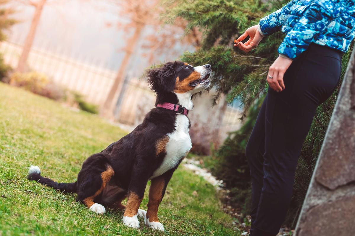 Using a bark clearance collar for separation anxiety