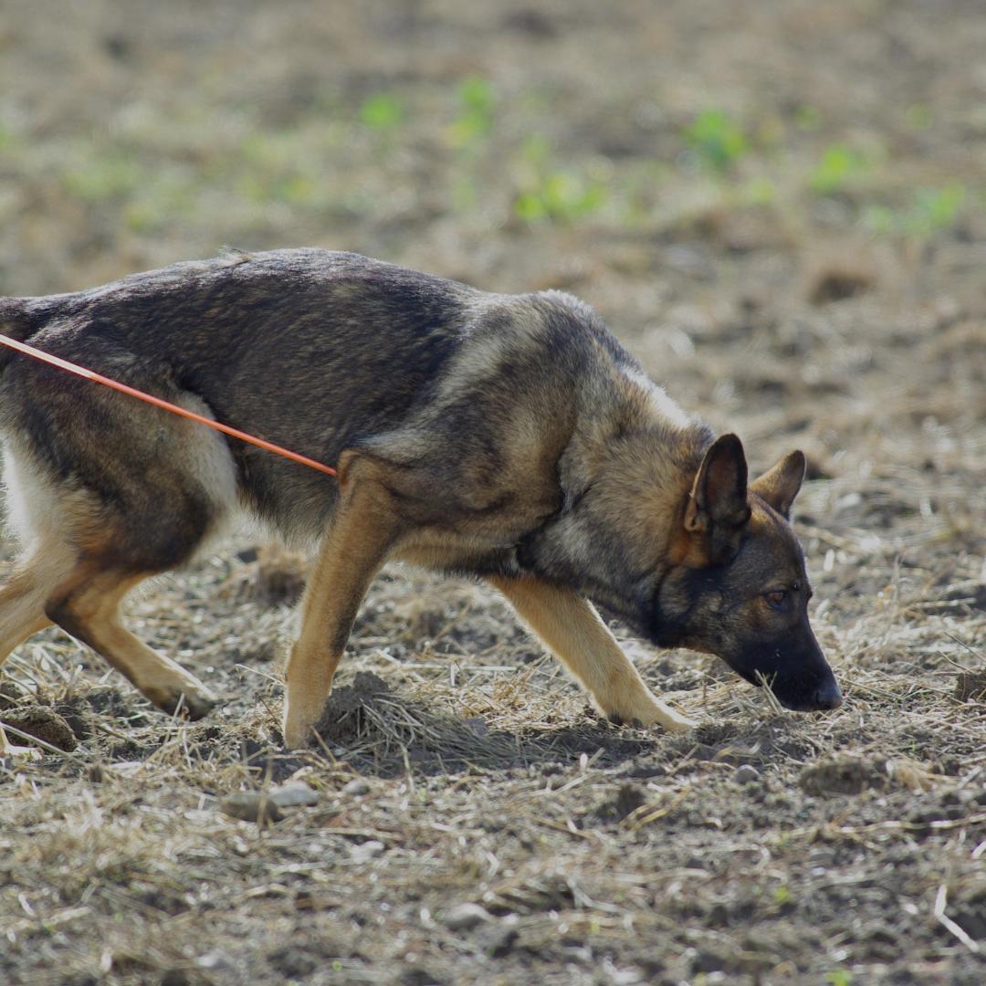 3 Signs Your Dog Is A Good Candidate For K9 Tracking Training