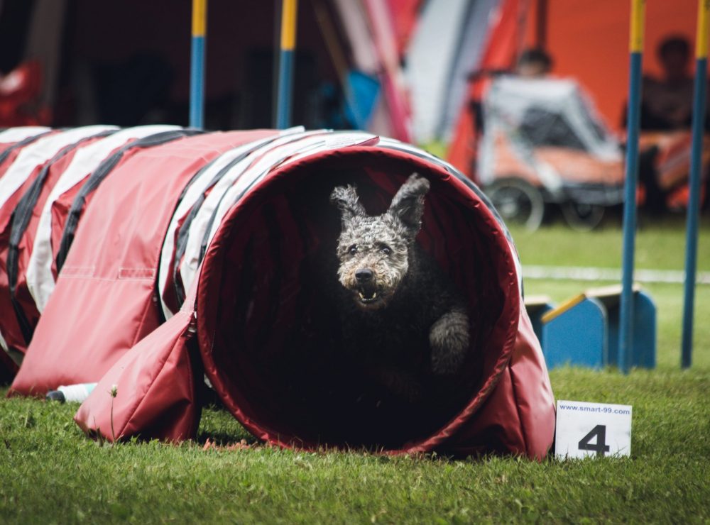 angel-luciano-B53_-Dau9M4-unsplash collar training