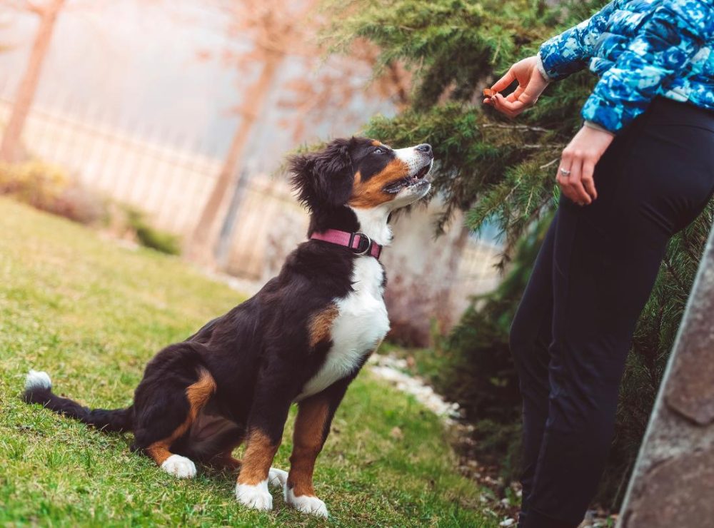 decoding-canine-minds-tackling-separation-anxiety-in-dogs