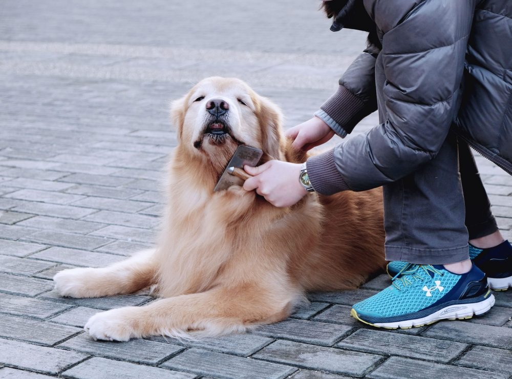 henry-co-M-uPm_kpu90-unsplash personal protection dog