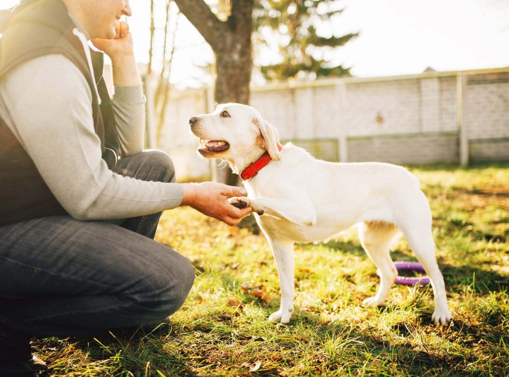 male-cynologist-with-trained-working-dog
