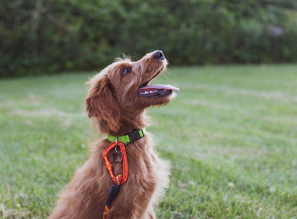 Reed Dog Collar