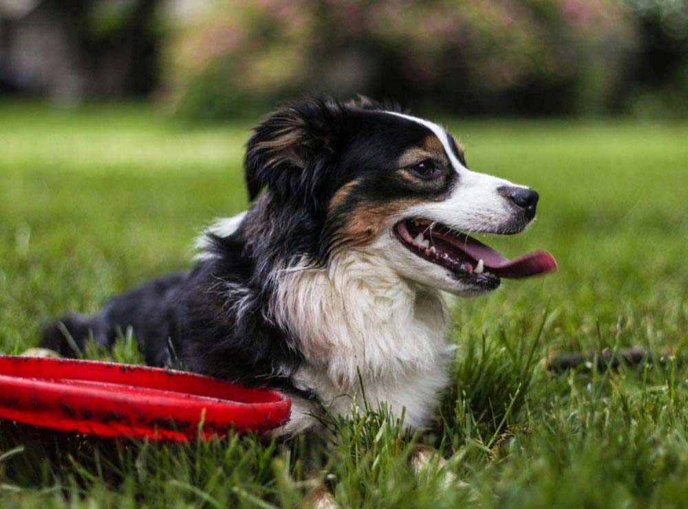 Curated visual reference: Visual Reference: Dog Separation Anxiety Modification