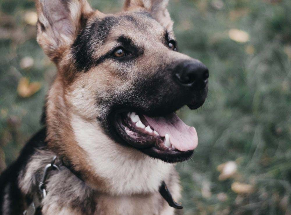 Dog Behaviorist & Behavior Modification Dayton | Aggression Fix